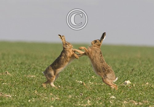 Boxing Brown Hares 5 DMO262